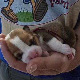 Petal - Red female Pembroke Welsh Corgi puppy in Palm Bay, Florida from Space Coast Corgi