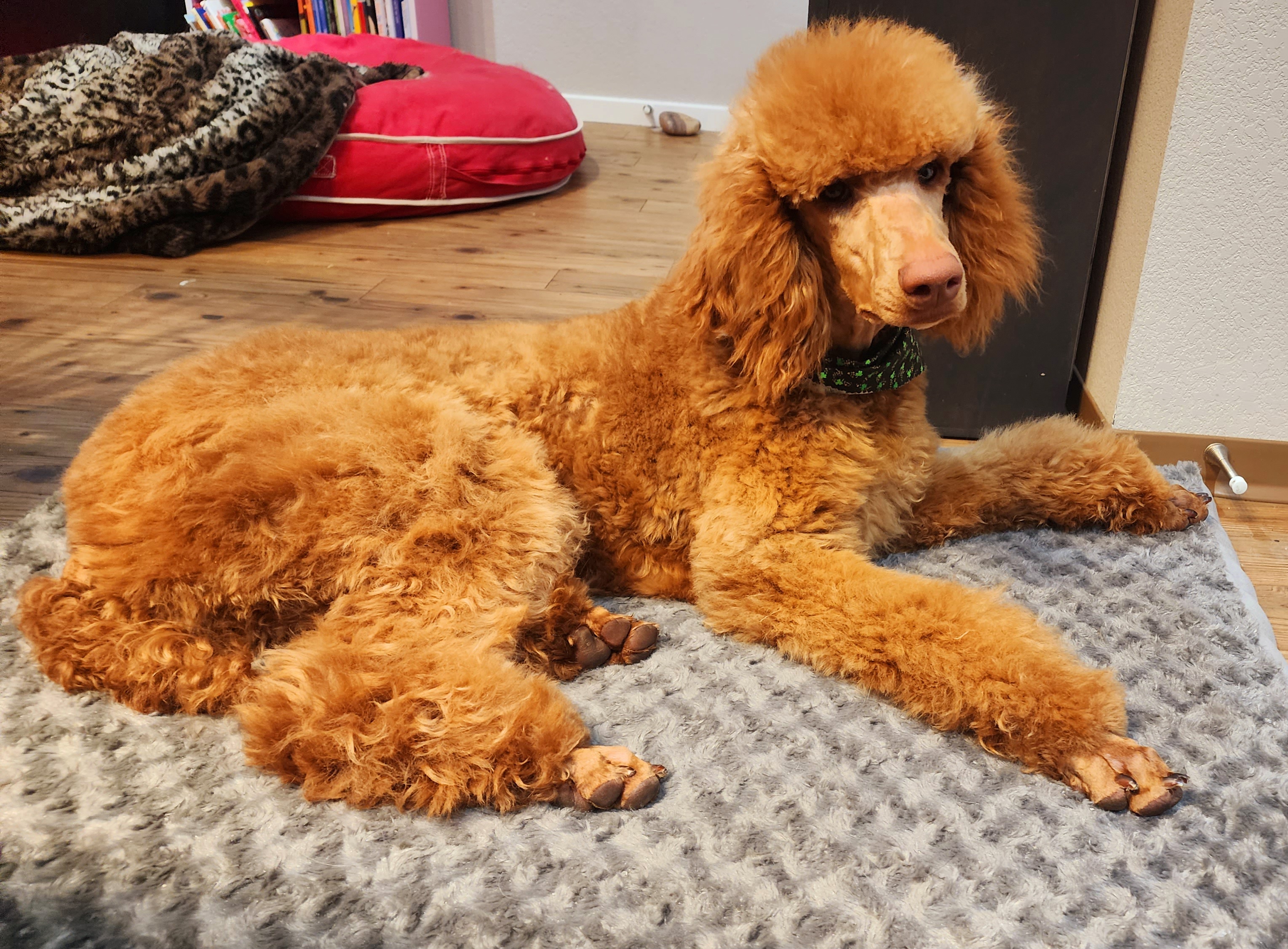Grace - Poodle