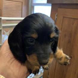MAVIS - Black and tan female Dachshund puppy in Elizabethtown, Kentucky from Teeny Tiny Puppy Tails