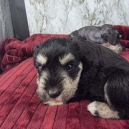 Anastasia - Black and silver female Miniature Schnauzer puppy in Panama City, Florida from Emerald Coast Schnauzers