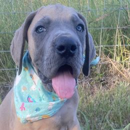 Flounder - Fawn Great Dane puppy in Rosharon, Texas from Parker's Great Danes