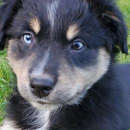 Australian Shepherd Puppies from Farmstead Aussies
