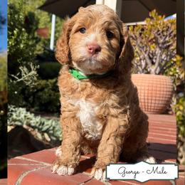George - Caramel male Australian Labradoodle puppy in Citrus Heights, California from Elite Blend Labradoodles