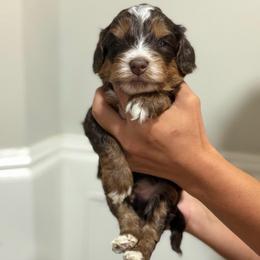 Boy 1 Blue collar - male Golden Mountain Doodle puppy in Spring, Texas from The Doodle Den
