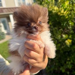 Super Tiny Hugo - Chocolate parti male Pomeranian puppy in Waterloo, Indiana from Garcias Pomeranian