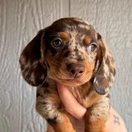 Chocolate chip - Dapple male Dachshund puppy in New Mexico from Zia Trail Doxies