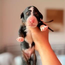 Black collar - Tri-color male Bernedoodle puppy in Cold Spring, Minnesota from A.N.A. Doodles
