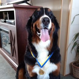 Bernese Mountain Dogs from Mistylane Kennels