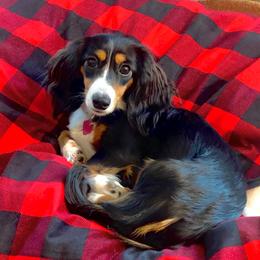 Izzy - Dachshund