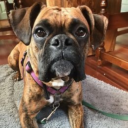 Boxers from Stuart Island Boxers