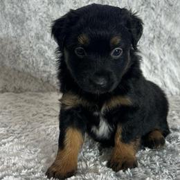 Butterfly 🦋 - Black tri female Miniature Australian Shepherd puppy in Sulphur, Louisiana from Triple J Aussies and Corgis