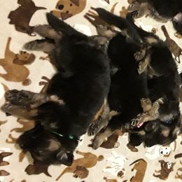 German Shepherd Puppies from Von Jo-Rielle Kennel