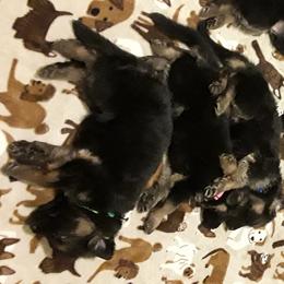 German Shepherd Puppies from Von Jo-Rielle Kennel