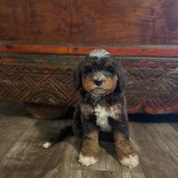 Cosmo - Blue merle male Bernedoodle puppy in Los Angeles, California from Bernied00dle Love