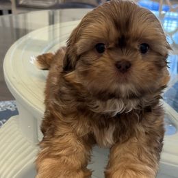 Boy 1 - Shih Tzu puppy in Kissimmee, Florida from Bebe AKC Puppies