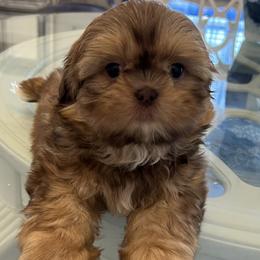 Boy 1 - Shih Tzu puppy in Kissimmee, Florida from Bebe AKC Puppies