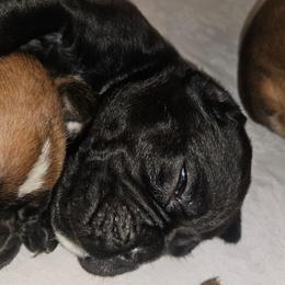 Solid black sealed BOY- Brown collar - Brindle male Boxer puppy in Gloucester, Virginia from Keen Boxers