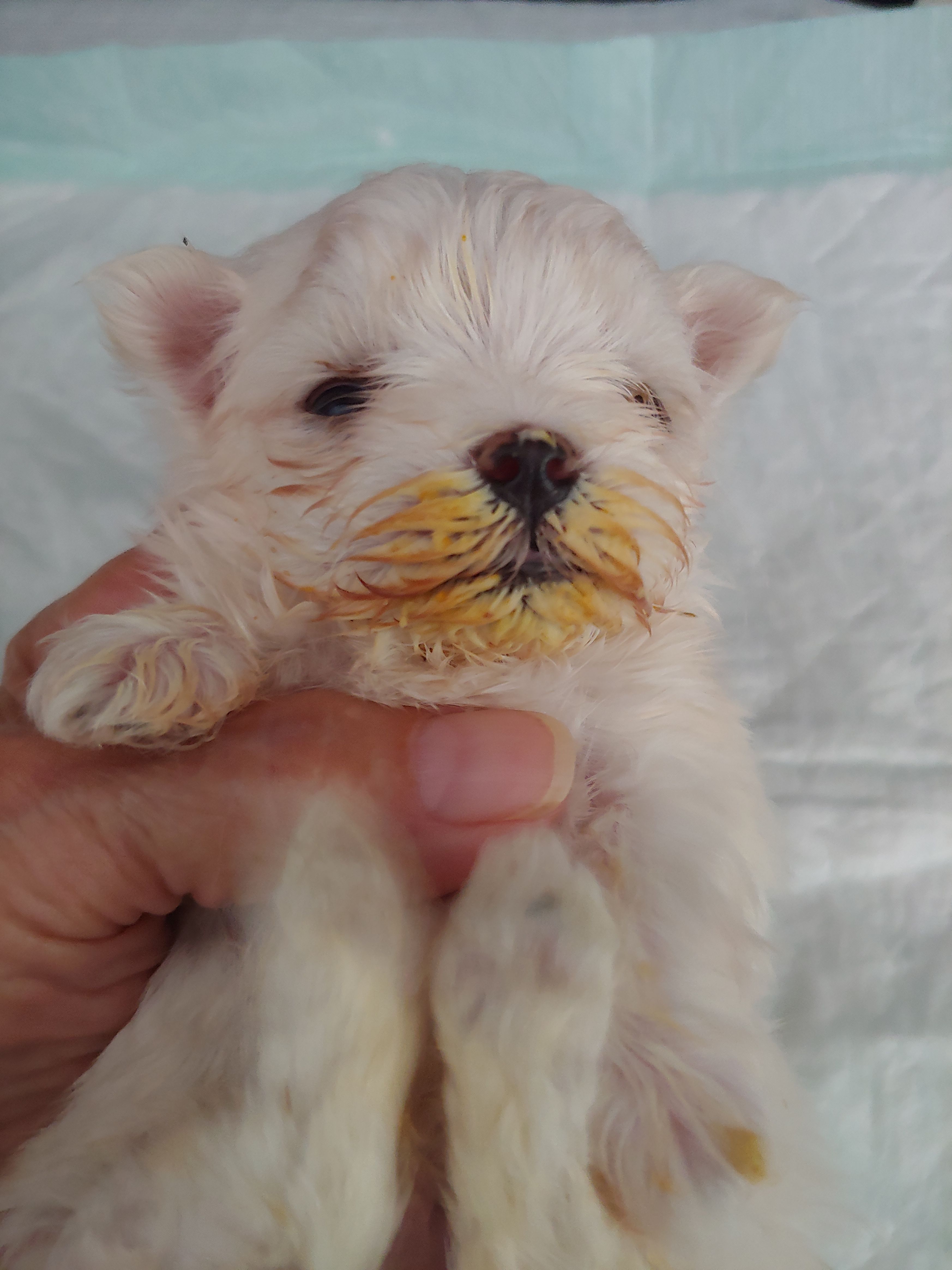 Blue hot sale hill maltese