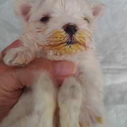 Maltese Puppies from Blue Hill Maltese