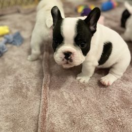 French Bulldog Puppies from Fur Royalty Frenchies