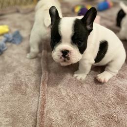 French Bulldog Puppies from Fur Royalty Frenchies