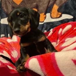 Cadbury - Black and tan male Dachshund puppy in Tacoma, Washington from Thedachhouse