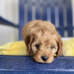 Cavapoo Puppies from Wednesday & Co