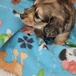 Girl 1 - Cream female Dachshund puppy in Hotchkiss, Colorado from Leroux Creek Cream Dachshunds