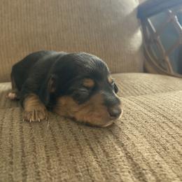 Davey - Black and tan male Dachshund puppy in Brave, Pennsylvania from Small Tales Farm