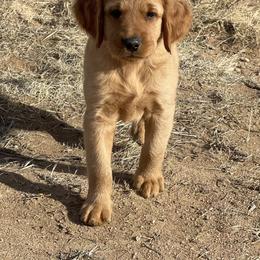 Ace - Golden male Golden Retriever puppy in Wellington, Colorado from High Country Golden Retrievers