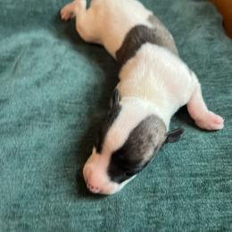 Gerret - White and blue fawn male Whippet puppy in Clinton, Tennessee from Ivanhoe Borzoi