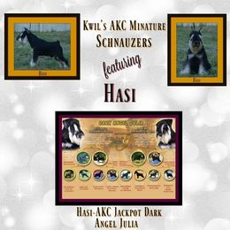 Miniature Schnauzers from KwiL’s Miniature Schnauzers