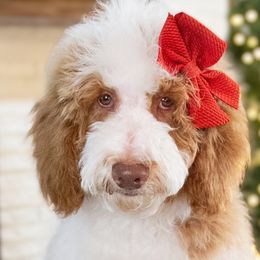 Fenna - Bernedoodle puppy from Our Little Farm Life Doodles