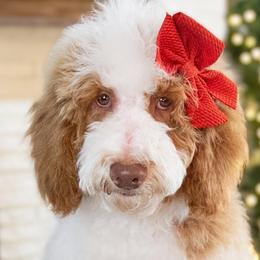Fenna - Bernedoodle puppy from Our Little Farm Life Doodles
