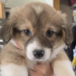 Chloe - Sable female Pembroke Welsh Corgi puppy in Warners, New York from Stone Cottage Corgis of Ny