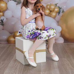 Dolce - Dachshund