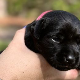 Pink Female - Black Labrador Retriever puppy in St Matthews, South Carolina from Beaver Creek Kennels