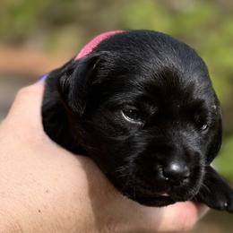 Pink Female - Black Labrador Retriever puppy in St Matthews, South Carolina from Beaver Creek Kennels