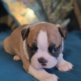 Dolly (Electra) - Seal and white female Boston Terrier puppy in Kingsport, Tennessee from Irish Heart Bostons