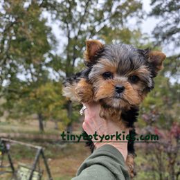 Lexi - Blue and gold female Yorkshire Terrier puppy in Salem, Missouri from Tiny Tot Yorkies