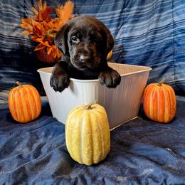 Snickers - Black male Labrador Retriever puppy in Bemidji, Minnesota from Northern Star Elite Quality Labrador Retrievers