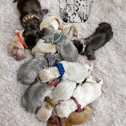 Purple - Fox red female Dilute Retriever puppy in Ste. Genevieve, Missouri from Megans Labradors