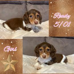 Paris - Chocolate and tan female Dachshund puppy in Jonesboro, Illinois from Twin Hills Dachshunds