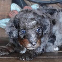 Boy 3 - Blue merle male Aussiedoodle puppy in Lawton, Oklahoma from Lindsey’s Aussies