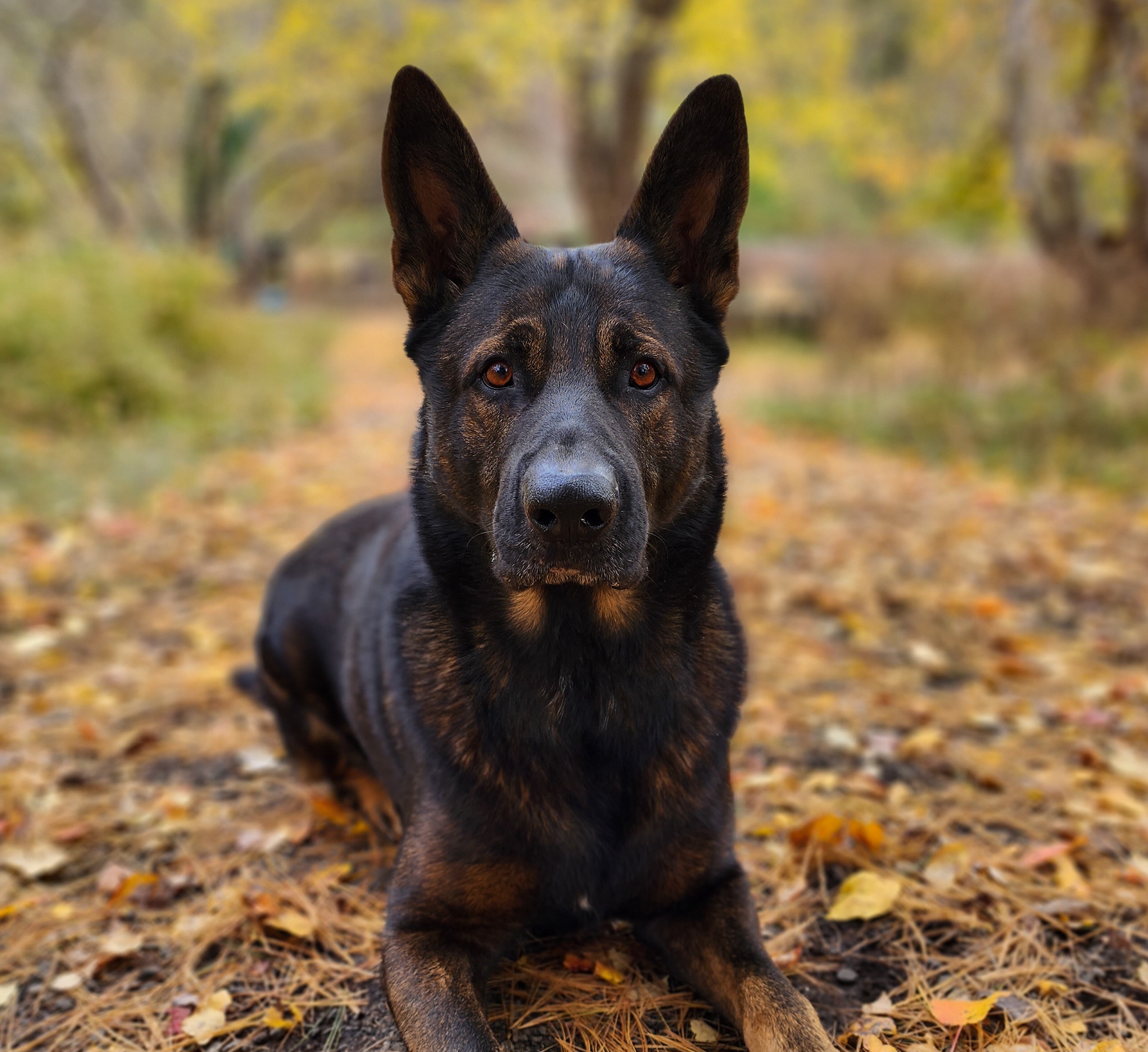 Redd - German Shepherd