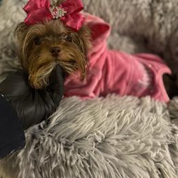 Daisy - Yorkshire Terrier