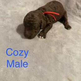 Cozy - Brown male Poodle puppy in Piqua, Kansas from Legacy Farms Standard Poodles