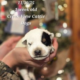 Boy 4 - Blue male Australian Cattle Dog puppy in Monroe, North Carolina from Creek View Cattle Dogs