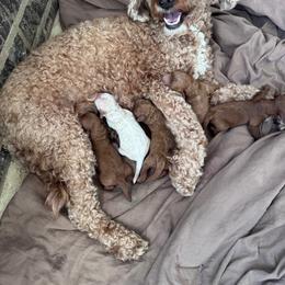 Peanut - Red  male Goldendoodle puppy in Mantachie, Mississippi from North MS Doodles Boutique