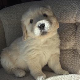 Golden Retriever Puppies from Vollbach Farm